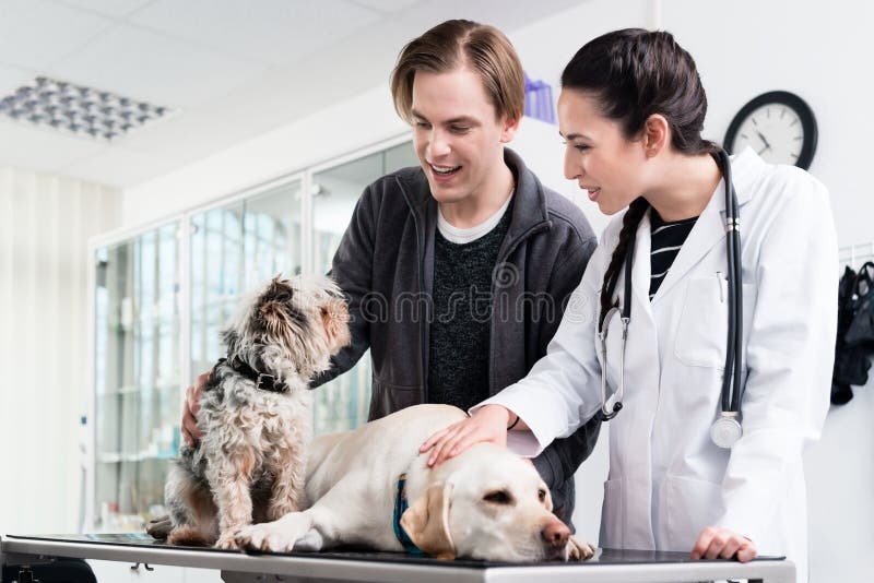 Dos perros en clínica para chequeo médico foto de archivo libre de regalías