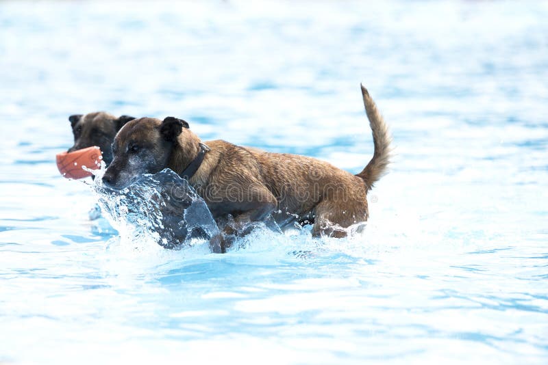 Dos perros en la piscina, pastor belga Malinois foto de archivo Dos perros en la piscina, pastor belga Malinois foto de archivo