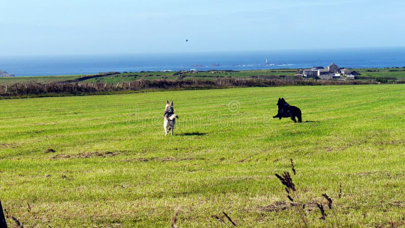 Dos perros grandes que corren en un campo en Inglaterra imagenes de archivo Dos perros grandes que corren en un campo en Inglaterra imagenes de archivo