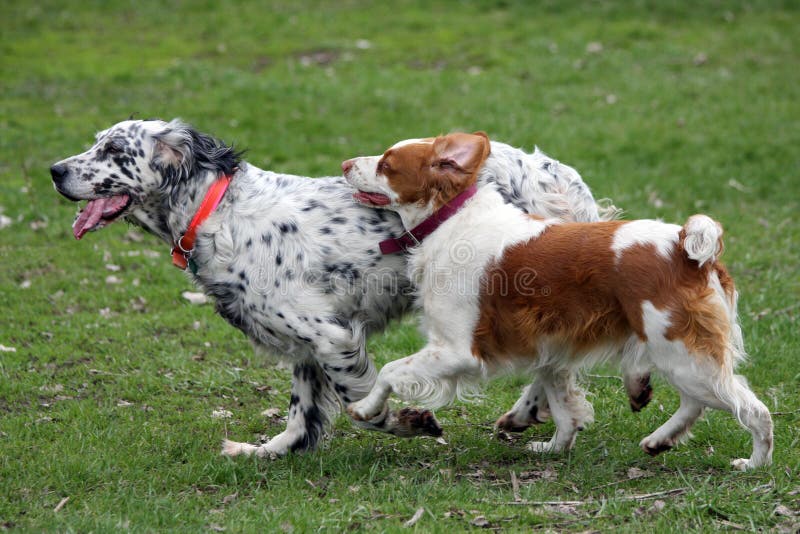 Dos perros que se ejecutan en un paquete imagen de archivo libre de regalías Dos perros que se ejecutan en un paquete imagen de archivo libre de regalías