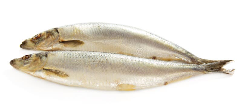 Dos pescados gordos sabrosos fotografía de archivo Dos pescados gordos sabrosos fotografía de archivo