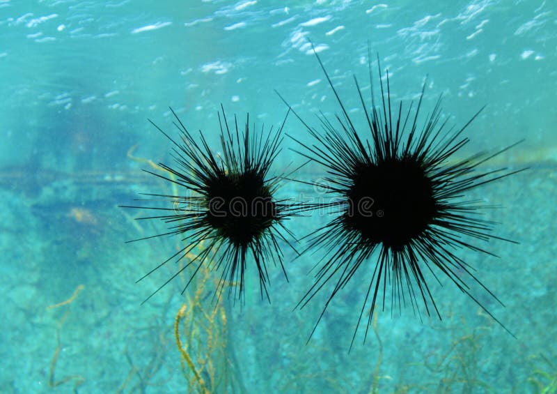 Dos Plantas Del Mar/del Océano Imagen de archivo Imagen de océano