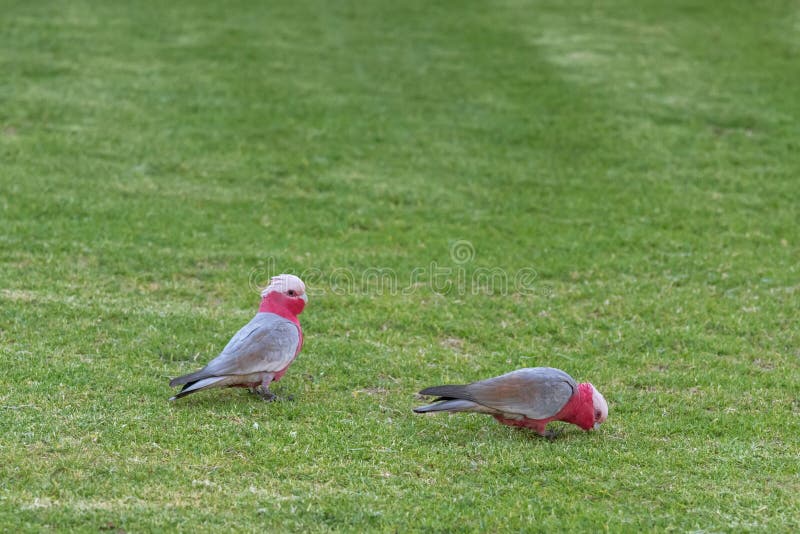 Dos pájaros de Galah (cacatúa breasted Rose) en ciruelo gris y rosado fotografía de archivo Dos pájaros de Galah (cacatúa breasted Rose) en ciruelo gris y rosado fotografía de archivo