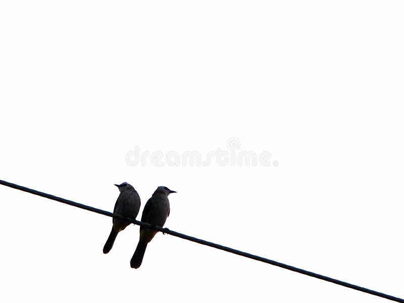 Dos pájaros en el alambre