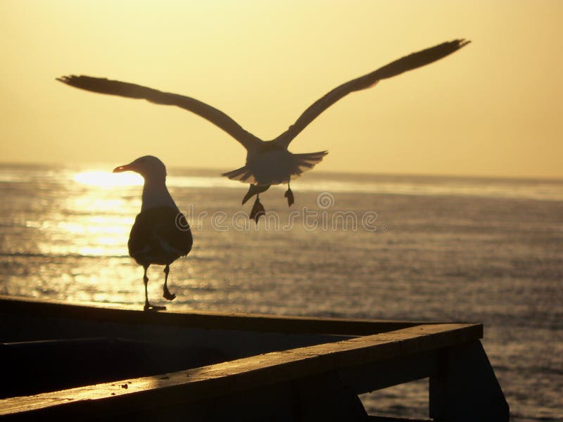 Two birds, one flying next to the Pier. San Diego-CA. Crystal Pier at Sunset. Two birds, one flying next to the Pier. San Diego-CA. Crystal Pier at Sunset.