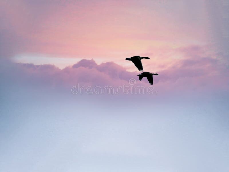 Dos pájaros junto que vuelan apagado en la puesta del sol foto de archivo Dos pájaros junto que vuelan apagado en la puesta del sol foto de archivo
