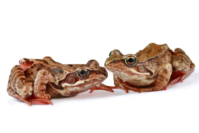 Two frogs against white background. Two frogs against white background