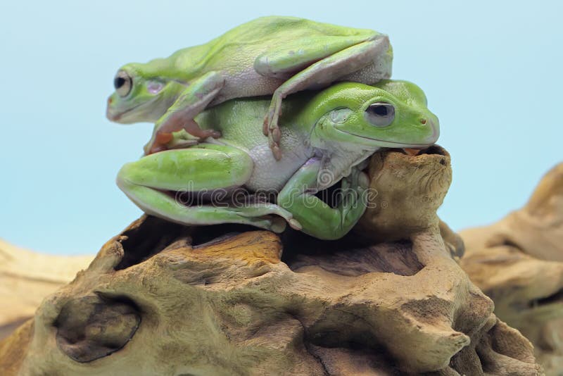 Dos ranas de árbol dumpy descansan en un tronco seco. fotos de archivo libres de regalías