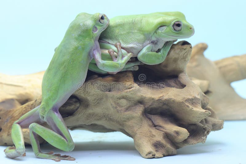 Dos ranas de árbol dumpy descansan en un tronco seco. imagenes de archivo