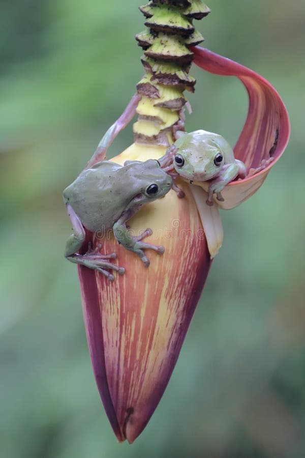 Dos ranas de árbol dumpy descansan en una flor silvestre. imágenes de archivo libres de regalías