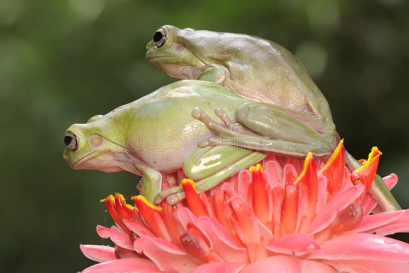Dos ranas de árbol dumpy descansan en una flor silvestre. imágenes de archivo libres de regalías