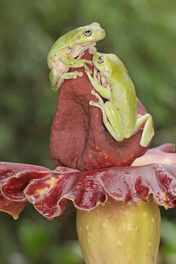 Dos ranas de árbol dumpy descansan en una flor silvestre. fotografía de archivo