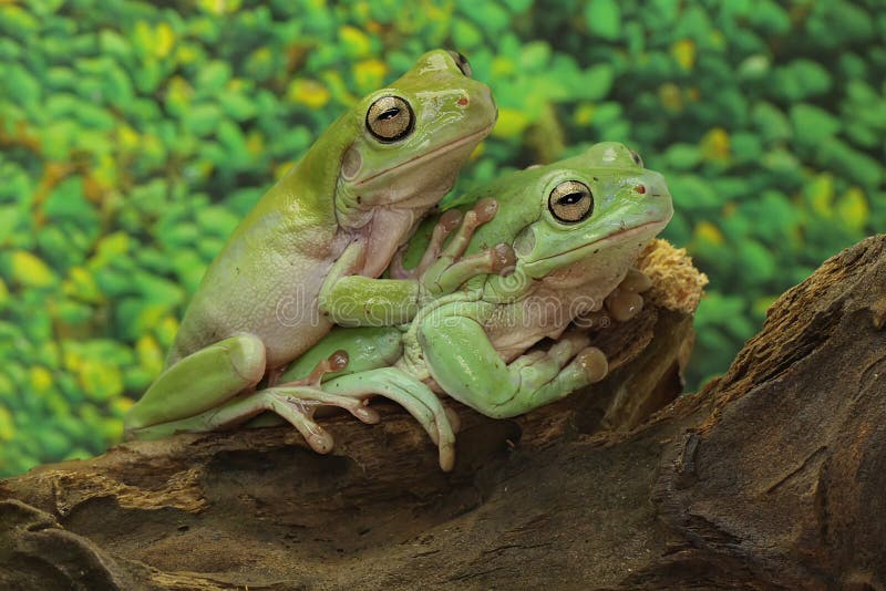 Dos ranas de árbol dumpy descansando en los arbustos. imagen de archivo