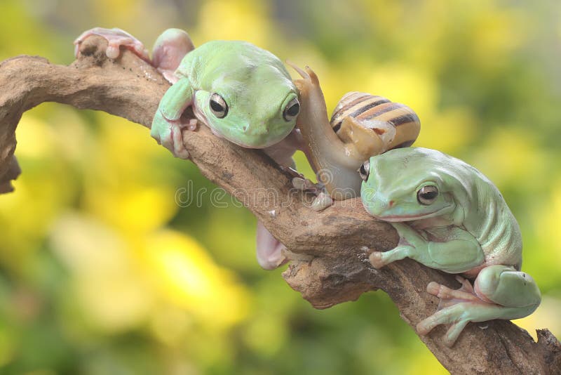 Dos ranas de árbol dumpy descansando en los arbustos. foto de archivo libre de regalías