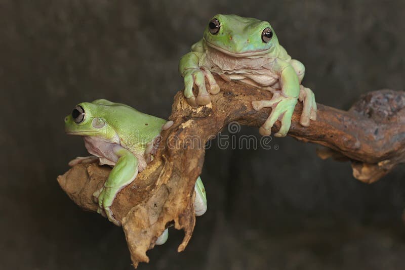 Dos ranas de árbol dumpy descansando en los arbustos. fotos de archivo