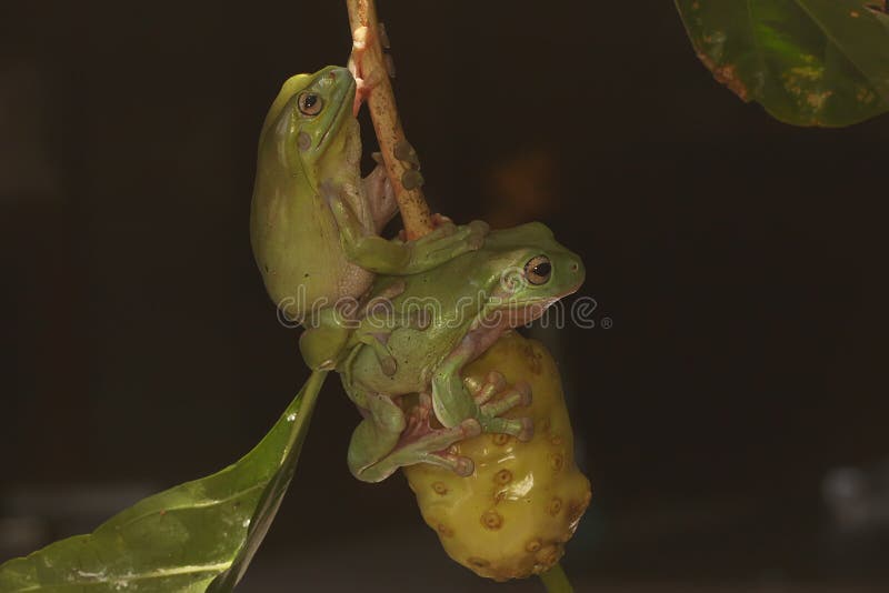 Dos ranas de árbol dumpy descansando en los arbustos. imagen de archivo libre de regalías