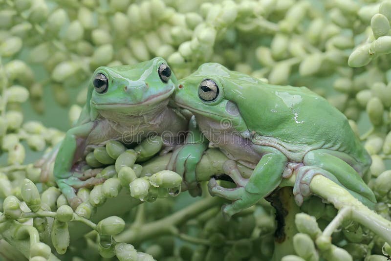 Dos ranas de árbol dumpy descansando en un grupo de palmeras jóvenes. imagen de archivo libre de regalías