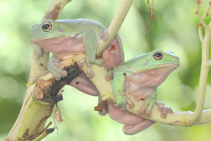 Dos ranas de árbol dumpy descansando en un grupo de palmeras jóvenes. imagenes de archivo