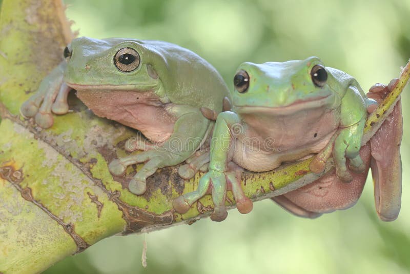 Dos ranas de árbol dumpy descansando en un grupo de palmeras jóvenes. foto de archivo