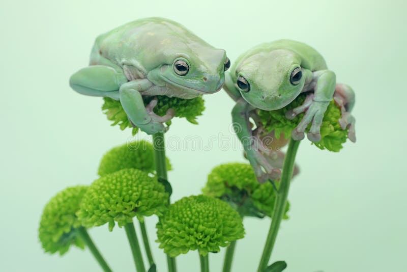 Dos ranas de árbol dumpy descansando en una flor silvestre. fotos de archivo