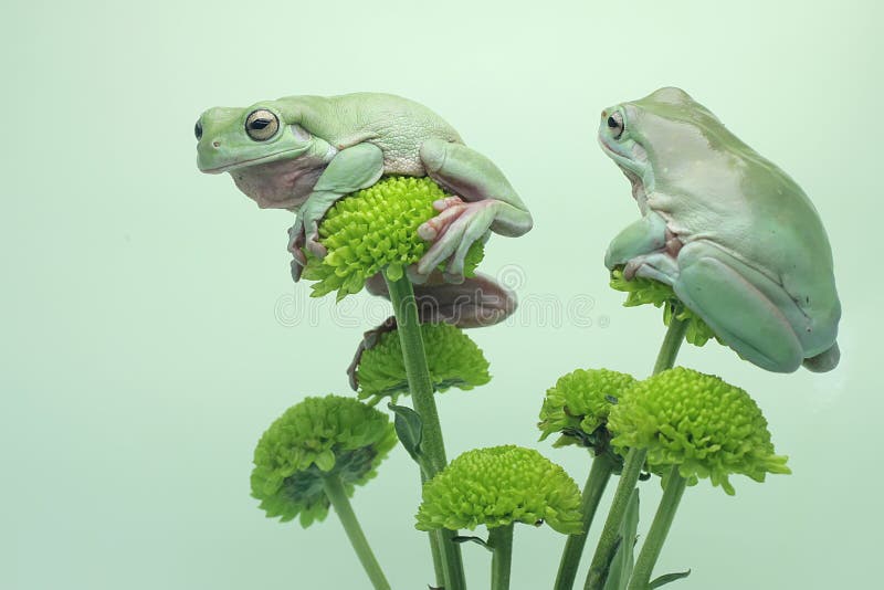 Dos ranas de árbol dumpy descansando en una flor silvestre. imágenes de archivo libres de regalías