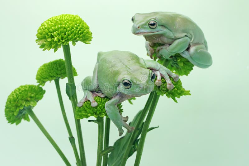 Dos ranas de árbol dumpy descansando en una flor silvestre. fotos de archivo