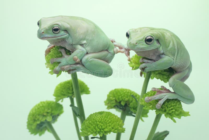 Dos ranas de árbol dumpy descansando en una flor silvestre. imagen de archivo