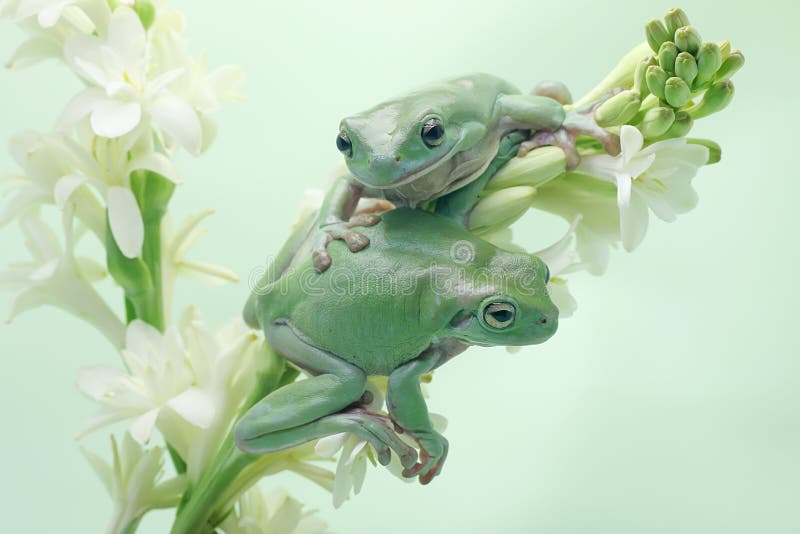 Dos ranas de árbol dumpy descansando en una flor silvestre. fotografía de archivo