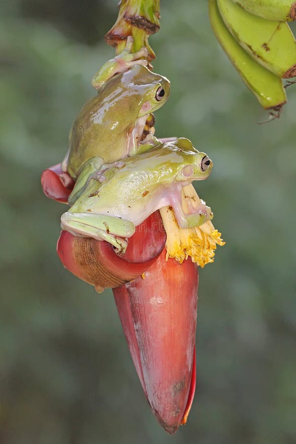Dos ranas de árbol dumpy descansando en una flor silvestre. fotos de archivo libres de regalías