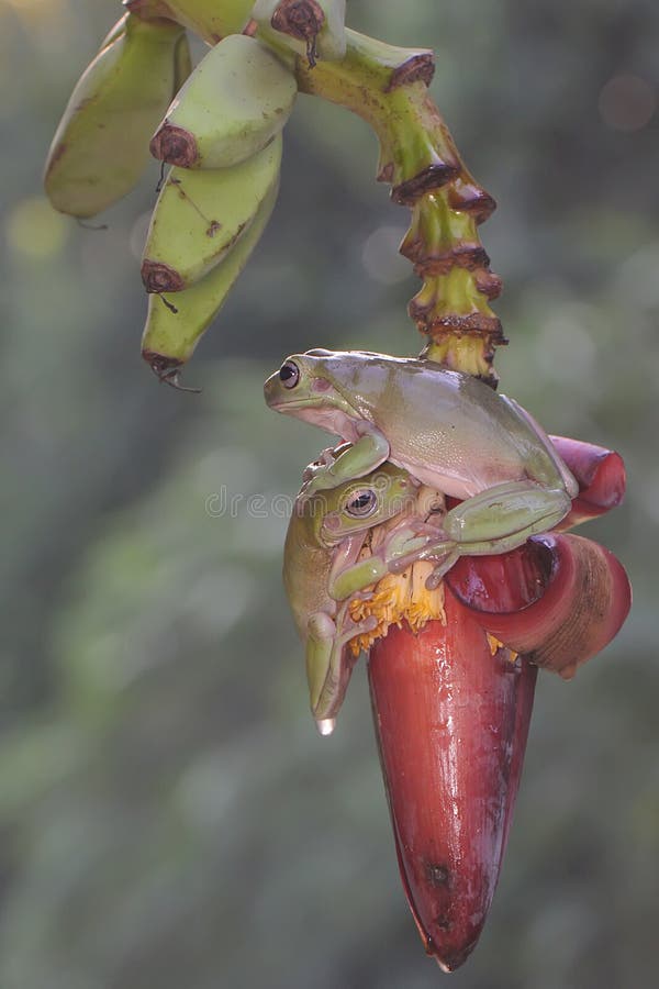 Dos ranas de árbol dumpy descansando en una flor silvestre. foto de archivo
