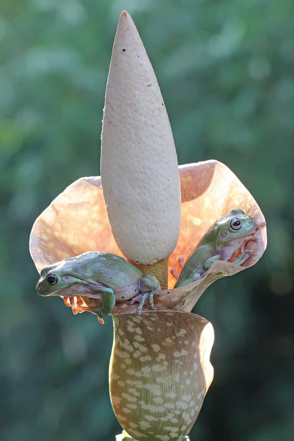 Dos ranas de árbol dumpy descansando en una flor silvestre. imagenes de archivo