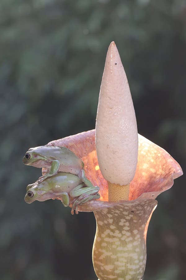 Dos ranas de árbol dumpy descansando en una flor silvestre. imagen de archivo