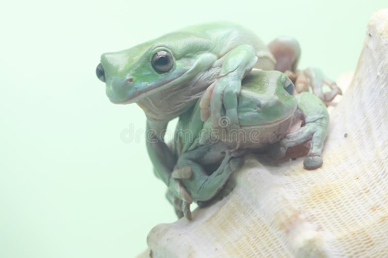 Dos ranas de árbol dumpy descansando. imágenes de archivo libres de regalías