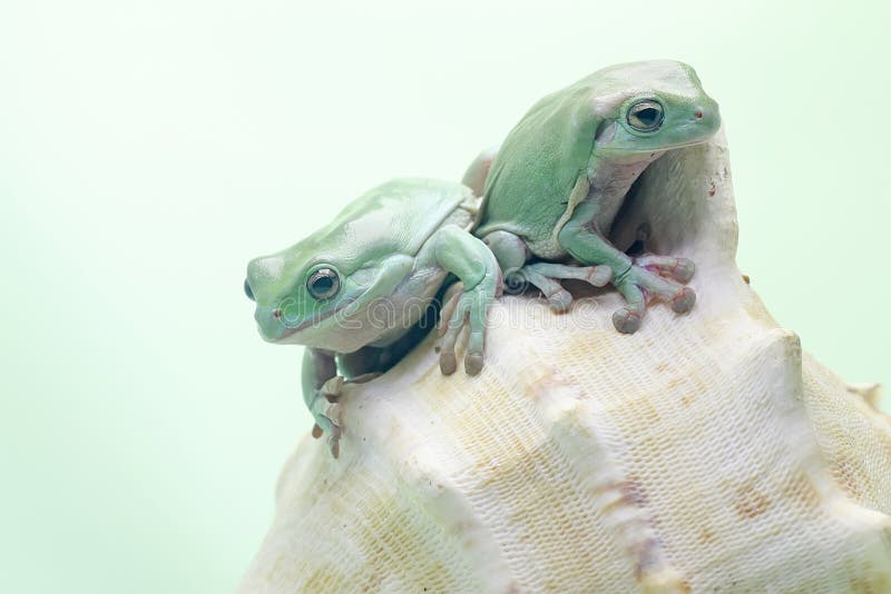 Dos ranas de árbol dumpy descansando. fotos de archivo libres de regalías