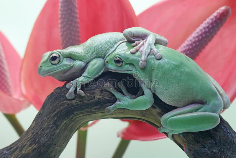Dos ranas de árbol dumpy descansando sobre una flor de anturio rosa. fotos de archivo libres de regalías