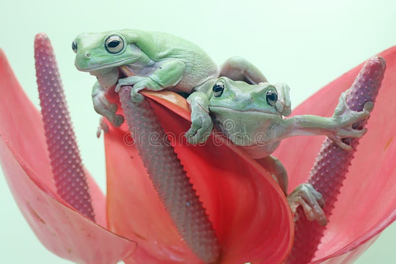 Dos ranas de árbol dumpy descansando sobre una flor de anturio rosa. imagenes de archivo