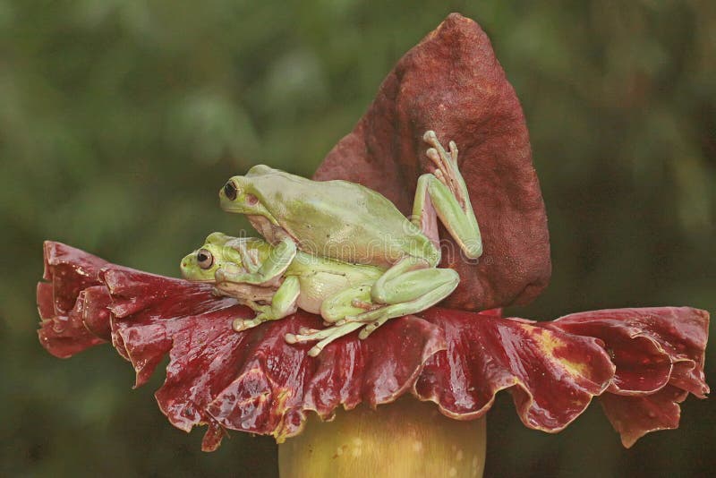 Dos ranas de árbol dumpy están descansando. fotos de archivo libres de regalías
