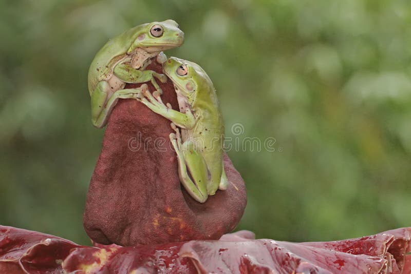 Dos ranas de árbol dumpy están descansando. fotografía de archivo libre de regalías