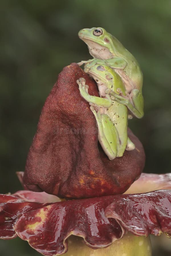 Dos ranas de árbol dumpy están descansando. foto de archivo