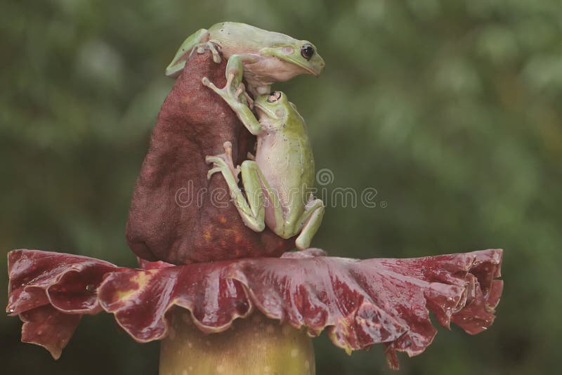 Dos ranas de árbol dumpy están descansando. fotografía de archivo libre de regalías