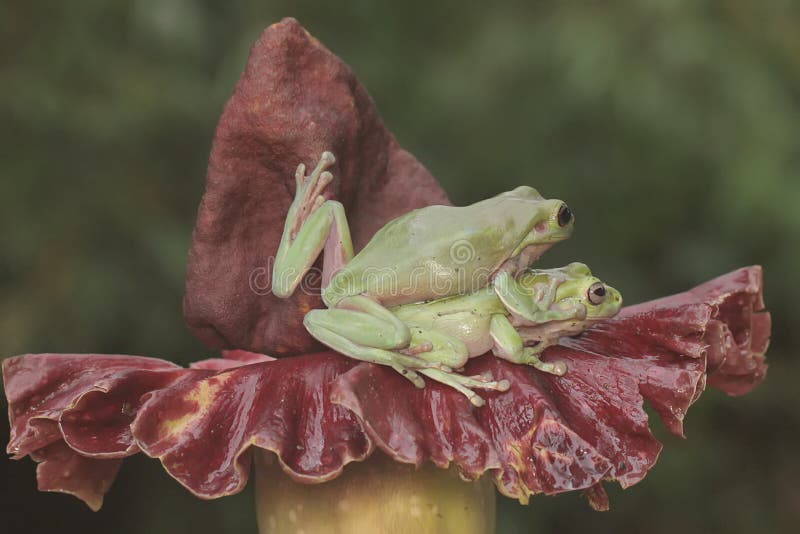Dos ranas de árbol dumpy están descansando. fotografía de archivo libre de regalías