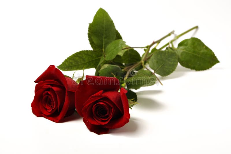 Dos rosas rojas