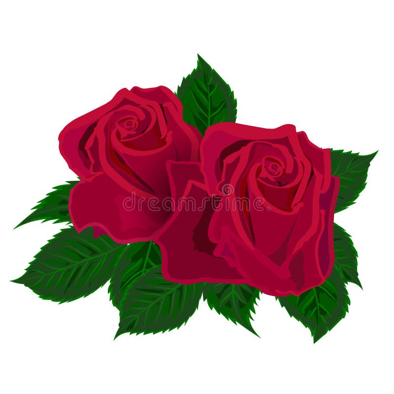 Dos rosas rojas en el fondo blanco stock de ilustración Dos rosas rojas en el fondo blanco stock de ilustración