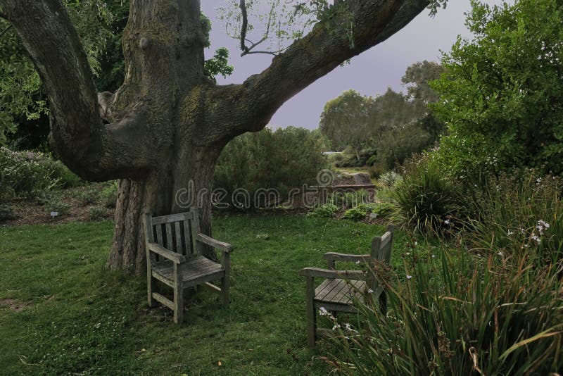 Tronco grueso del árbol foto de archivo. Imagen de viejo - 194097490