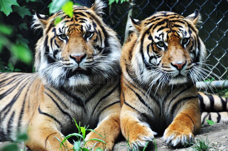 Dos tigres fotografía de archivo libre de regalías Dos tigres fotografía de archivo libre de regalías
