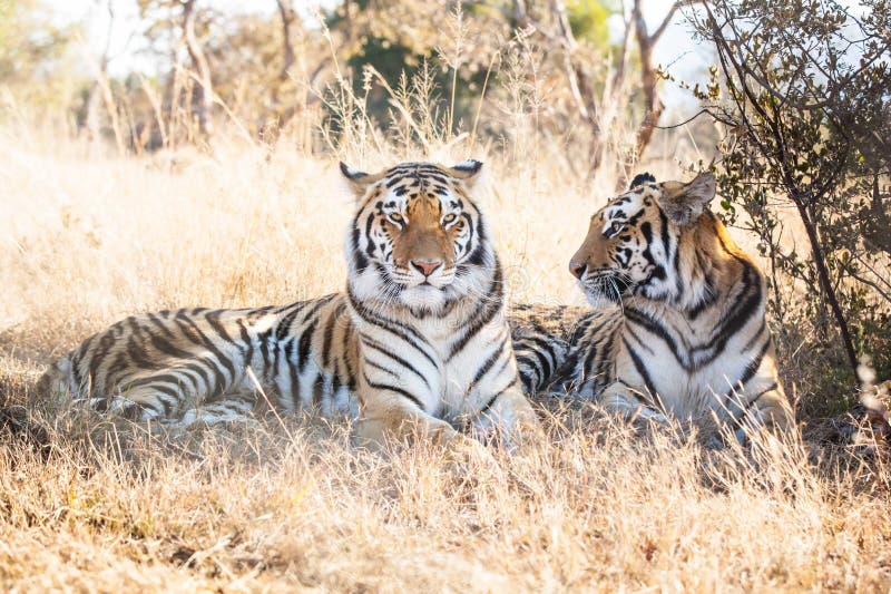 Dos tigres de Bengala fotografía de archivo Dos tigres de Bengala fotografía de archivo