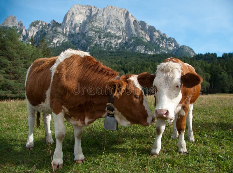 Dos vacas lecheras jovenes de Simmentaler imagen de archivo libre de regalías Dos vacas lecheras jovenes de Simmentaler imagen de archivo libre de regalías