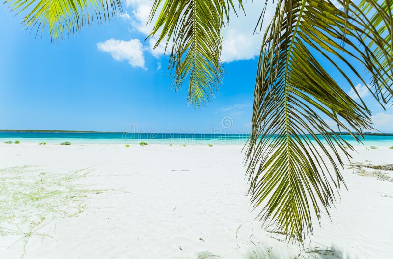 Doskonale relaksujący widok na białą, tropikalną plażę z świeżymi, zielonymi palmami kokosowymi przeciwko spokojnym turkusom fotografia royalty free Doskonale relaksujący widok na białą, tropikalną plażę z świeżymi, zielonymi palmami kokosowymi przeciwko spokojnym turkusom fotografia royalty free