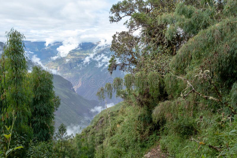 Dossel Verde De Bambu Em Selvas Da Alta Altitude Em Andes Peruanos Com Montanhas Nuvem-cobertas, Peru Foto de Stock - Imagem de montanha, floresta: 154208264