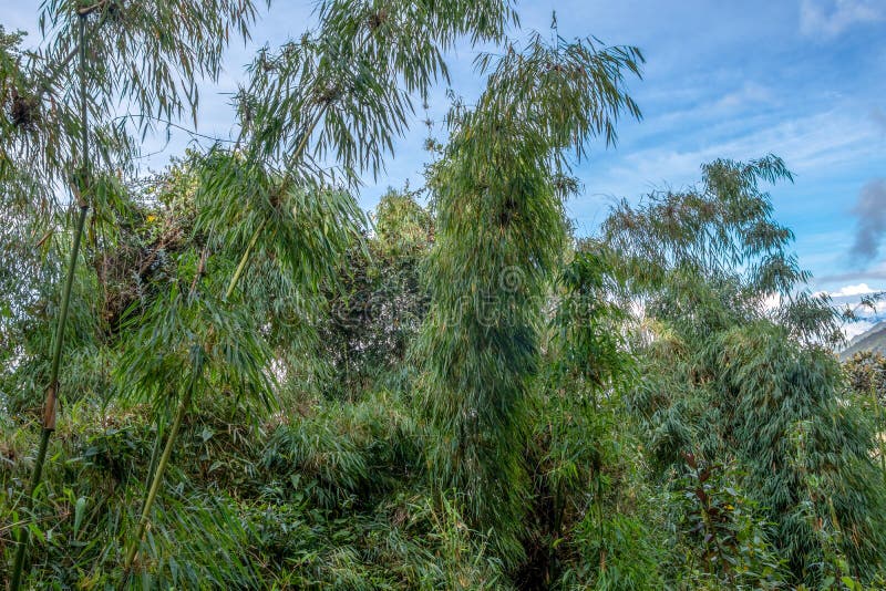 Dossel Verde De Bambu Em Selvas Da Alta Altitude Em Andes Peruanos Com  Montanhas Nuvem-cobertas, Peru Foto de Stock - Imagem de montanha,  floresta: 154208264